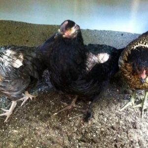 Day 86, girls in the coop