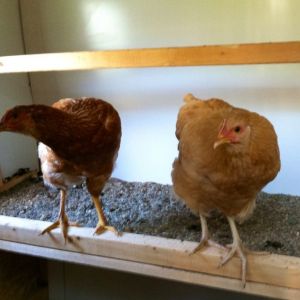 Day 86, in the new coop