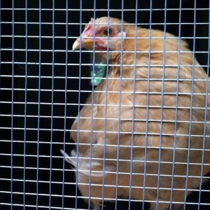 Day 87, Baby at the window