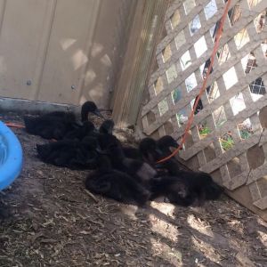 Cayuga ducklings 3 weeks old