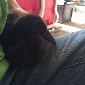 My sick duckling
