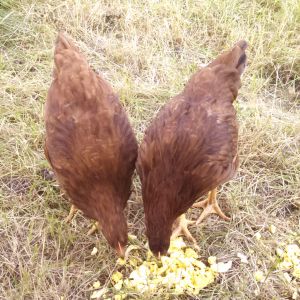 The girls having a afternoon snack.