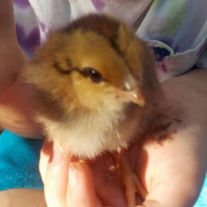 Sunrise, aka Sunny, the remaining EE. Very fluffy chick, hatched from a green egg, suspected EE roo as well.
