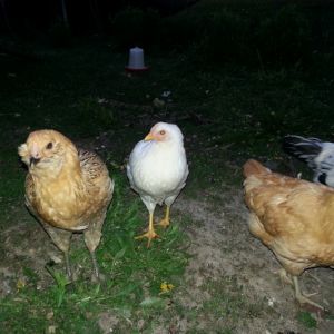 Hello ladies!
