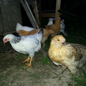 The EE in front is Marsala. She is at the top of the pecking order.