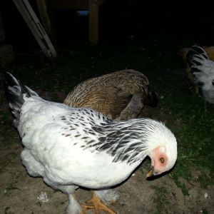 This is Curry. I just love her feathery feet!
