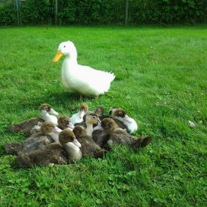 This is Frosty with 10 other ducklings. 8 of them are Muscovies and 2 of them are Magpies. Unfortunately  3 of them have died and we are left with 2 Muscovy Drakes and 3 Muscovy Hens, and the pair of Magpies.
