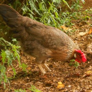 Iris the brown leghorn hen scratches at the edge of our woods