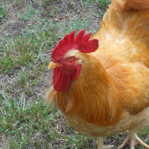 Jack the Buff Orpington rooster "smiles" for the camera