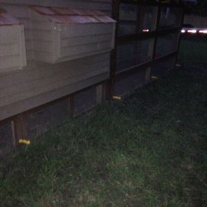 Sorry for the dark picture. I've had something trying to dig under the fence so I put electric fencing around the whole coop and run.