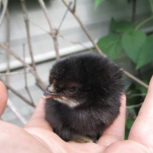 our new black chick :)