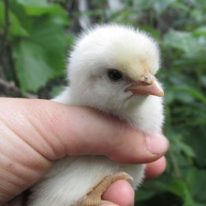 and, our new black spotted chick :)