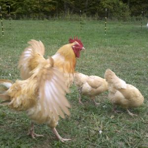 Little Jerry the Buff Orpington wants to fly