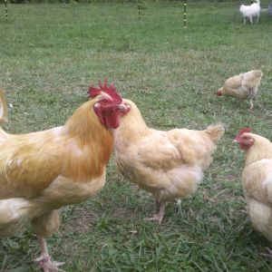 Buff Orpingtons in the early days