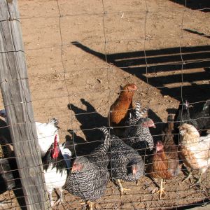 lots of chickens