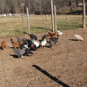 lots of chickens