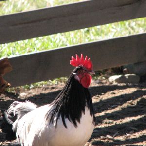 Lakenvelder rooster