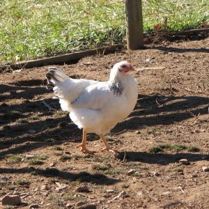 Delaware hen