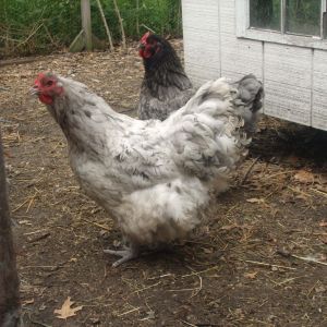 Splash Orpington pullet 2014