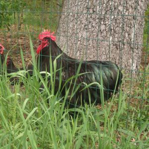 Black Orpington Cock 2014