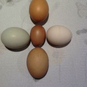 First egg from golden comet (in center) compared to other eggs