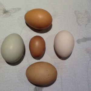 First egg from golden comet (in center) compared to other eggs