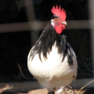 Lakenvelder rooster