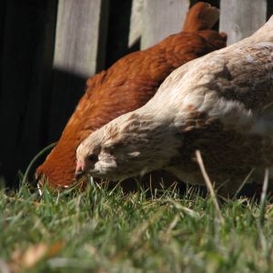 Fluff the EE and New Hampshire Red hen