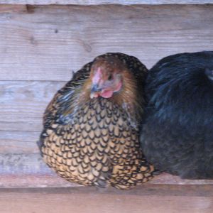 Golden Laced Wyandotte and Black Australorp hen