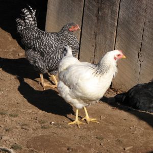 Barred Rock hen and Delaware hen