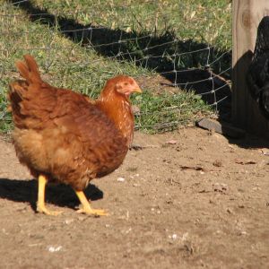 New Hampshire Red hen