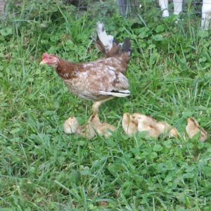 Wild Chicken and chicks