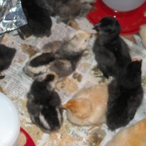 Little Chicks