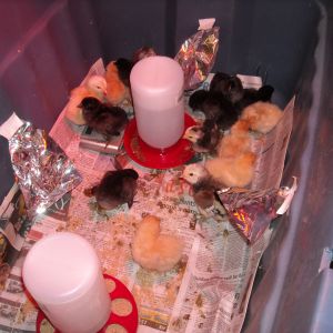 Little Chicks