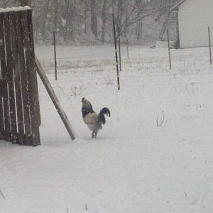 Puff in the snow (mixed breed)