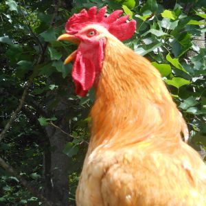 Jack the Buff Orpington Rooster crows proudly