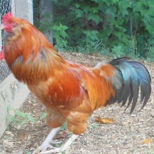 Charlie the rooster