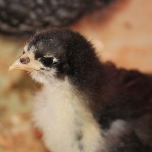 Bertie, the black maran