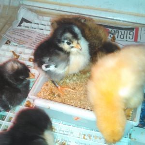 They were so tiny...it seems like just yesterday. Now, they almost look like adult chickens.