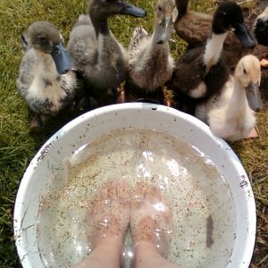 The ducklings were very eager to take over my footbath....eventually they did!  

(their bills were not misshapen...a couple of them just happened to be turning when I took the picture)