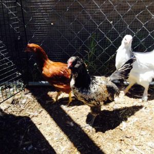 MY PRETTY ROOSTER (BLACK)