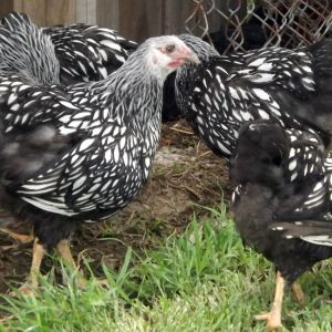 Silver laced beauties!