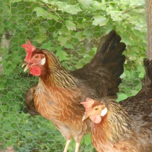 The Leghorn sisters catch some breeze on the roost