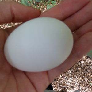 Leghorn egg