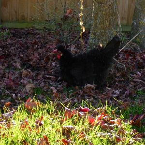 The evil black frizzle Enjoys scratching around in the fallen leaves