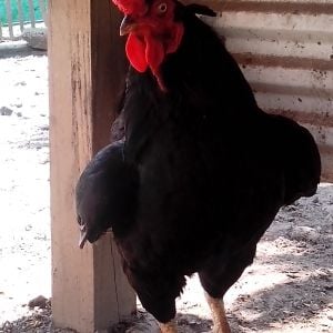 Dark Cornish rooster,1 year old Pretty Boy getting ready to attack!