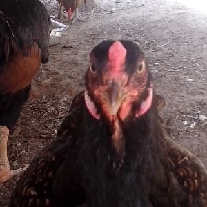My 1 year old Dark Cornish hen Sweety giving me the look. She is not happy since she overheard me talking about the chicken salad sandwich I ate for lunch....she thinks I ate Ethel. : ) (I didn't, it was  store bought cooked chicken in a can, lol !.)