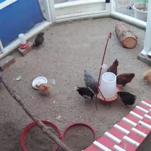 Hen Cam ... view from the hen house corner