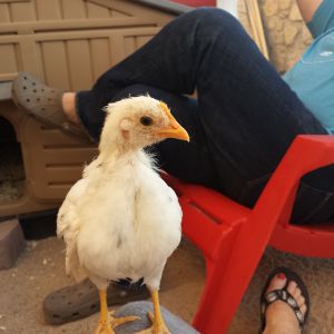 Checkers sitting on my leg... we sit in the coop in the morning when we first moved them in to the coop from the brooder
