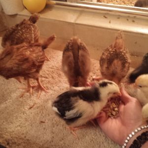 Actually all of the chicks were so cute.... I have always loved them and now I have my own.